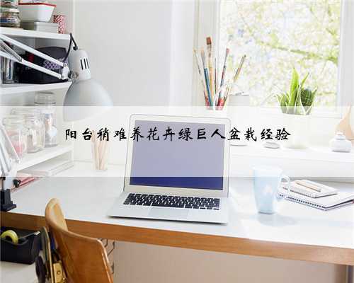 阳台稍难养花卉绿巨人盆栽经验