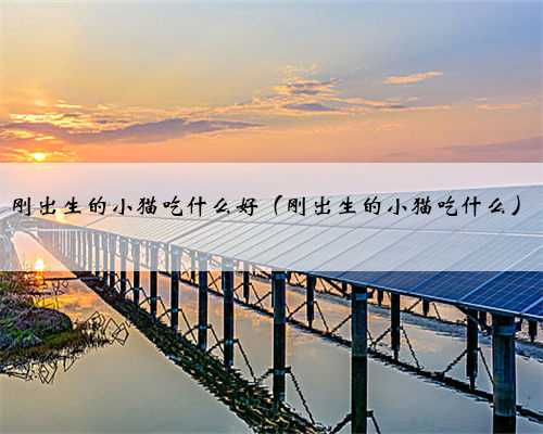 刚出生的小猫吃什么好（刚出生的小猫吃什么）