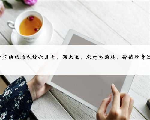 6月开花的植物人称六月雪，满天星，农村当柴烧，价值珍贵治牙痛