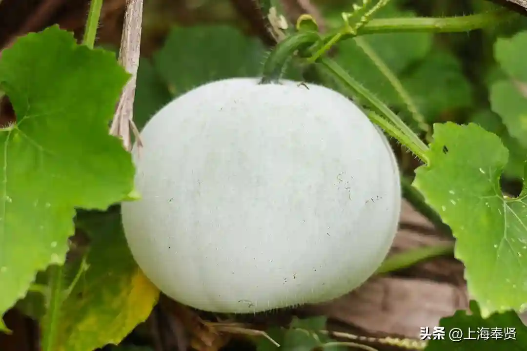 龙飞奉5·5购贤城丨上海“五五购物节”奉贤购物活动全攻略来啦→