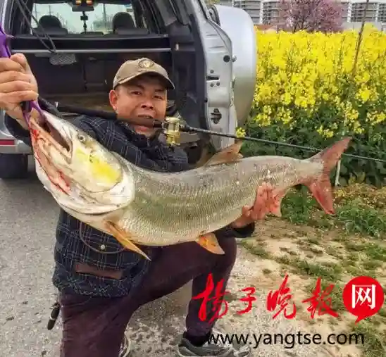 小伙钓到12.5公斤鳡鱼 20分钟才弄上岸