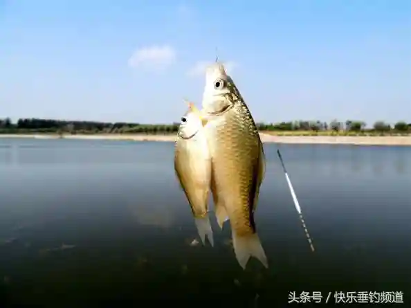 冬钓轻口不会调漂？这四招很实用！