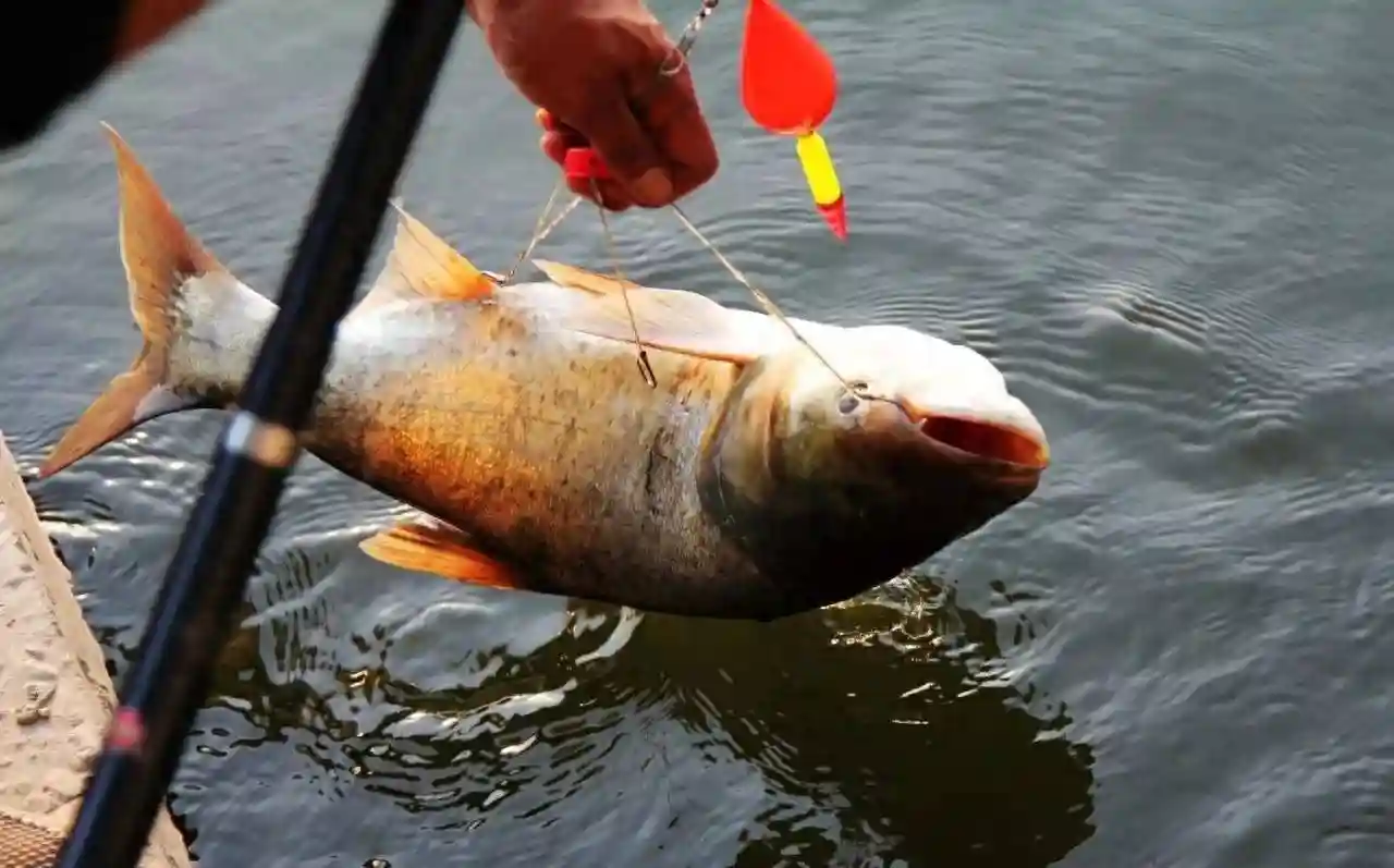 想钓正口？没门！这几种情况下钓鱼只能靠锚