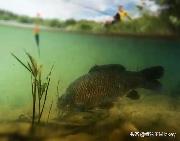 微铅筏钓，主攻翘嘴，铅坠到底该用多大呢？