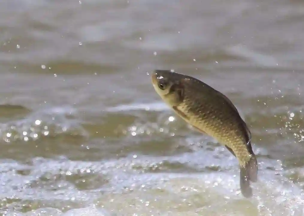 冬钓鲫鱼遇到小杂鱼闹窝，别抓狂，解决方法很简单