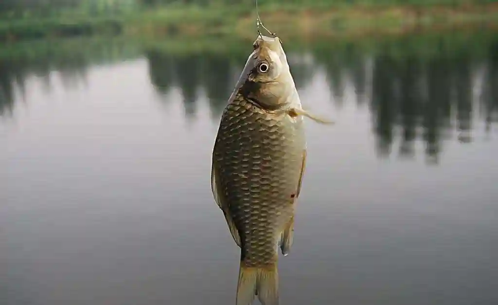 冬钓鲫鱼遇到小杂鱼闹窝，别抓狂，解决方法很简单