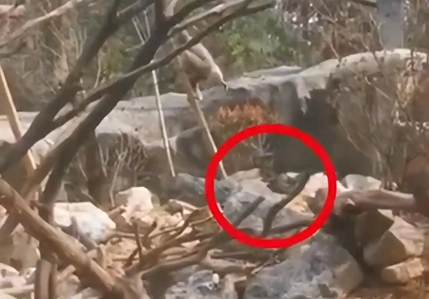 长臂猿狂拔孔雀羽毛，游客吓坏了，动物园：可能发情开屏刺激到了