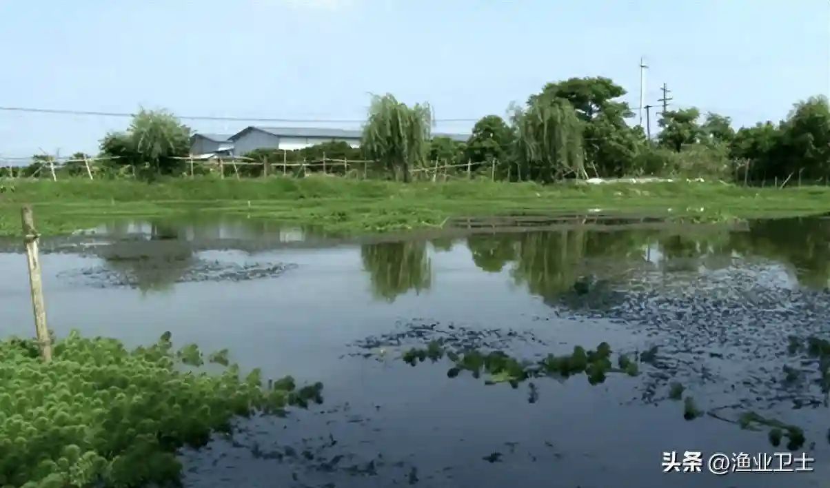 螃蟹塘能用尿素肥水吗？肥水用什么肥料比较好？搭配施肥效率更高