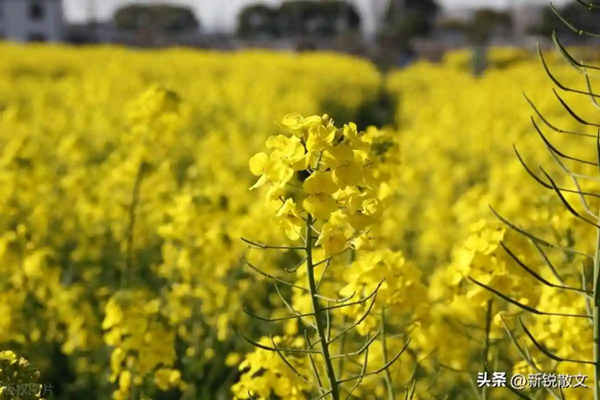 捕鱼的乐趣，不仅在捕，还在取鱼
