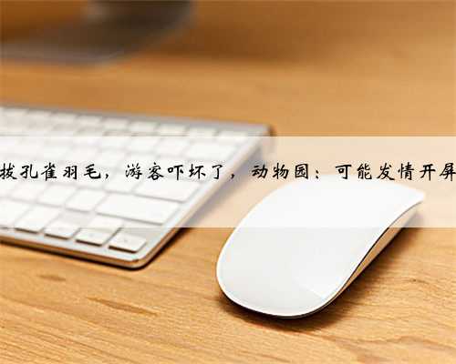 长臂猿狂拔孔雀羽毛，游客吓坏了，动物园：可能发情开屏刺激到了