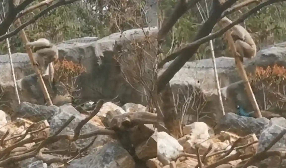 长臂猿狂拔孔雀羽毛，游客吓坏了，动物园：可能发情开屏刺激到了