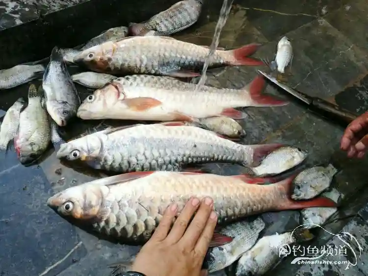 糯扎渡，顶级钓场的那些惊人毒获