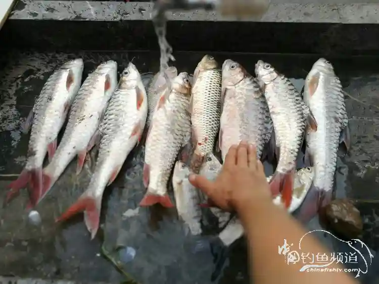 糯扎渡，顶级钓场的那些惊人毒获