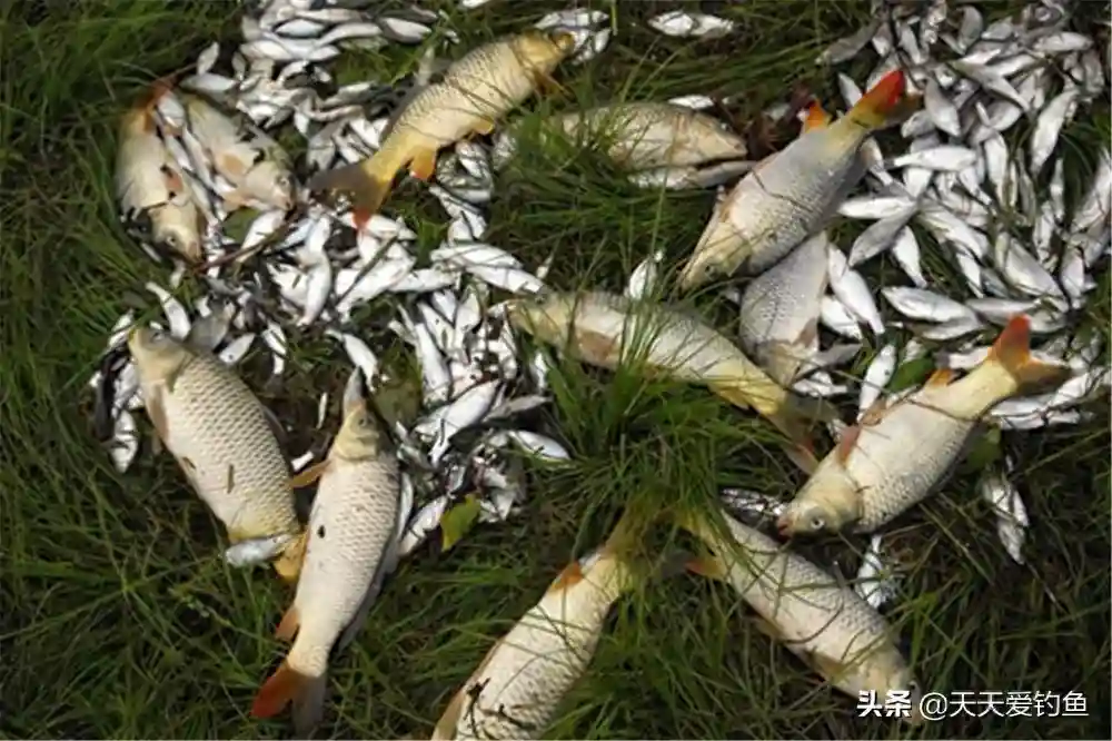 野钓经常“空军”，是不是犯了这些忌讳？这些“坑”坚决不能踩
