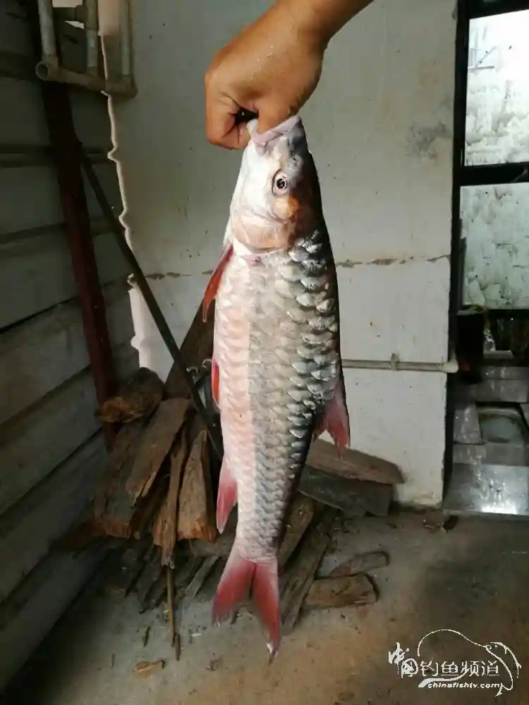 糯扎渡，顶级钓场的那些惊人毒获