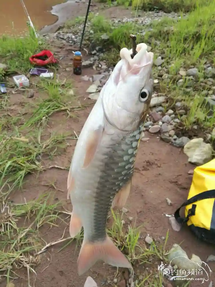 糯扎渡，顶级钓场的那些惊人毒获