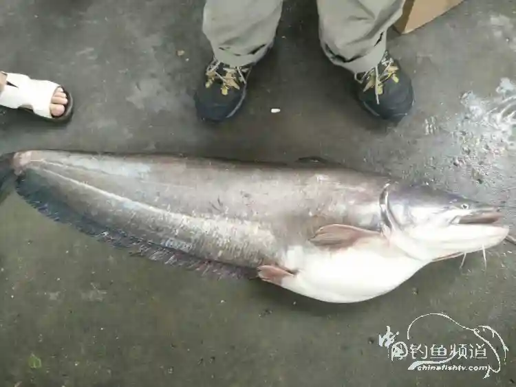 糯扎渡，顶级钓场的那些惊人毒获