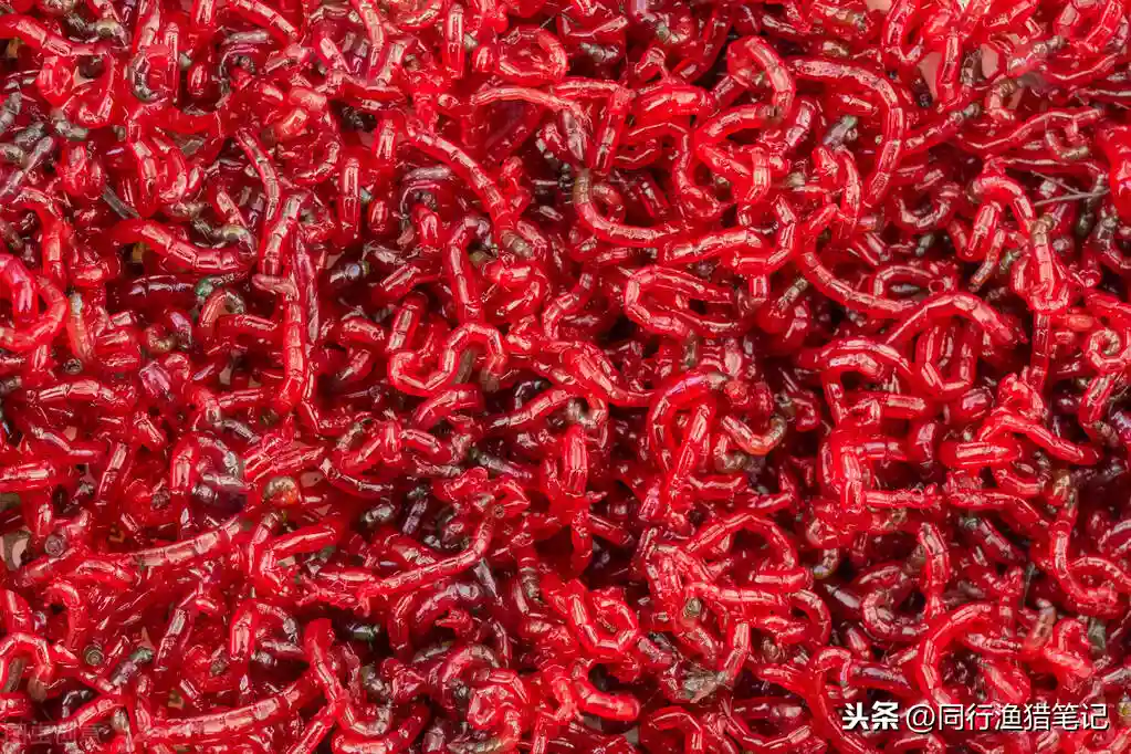 冬天怎么钓鲫鱼？用饵、钓位、天气、装备、技巧一个都不能少