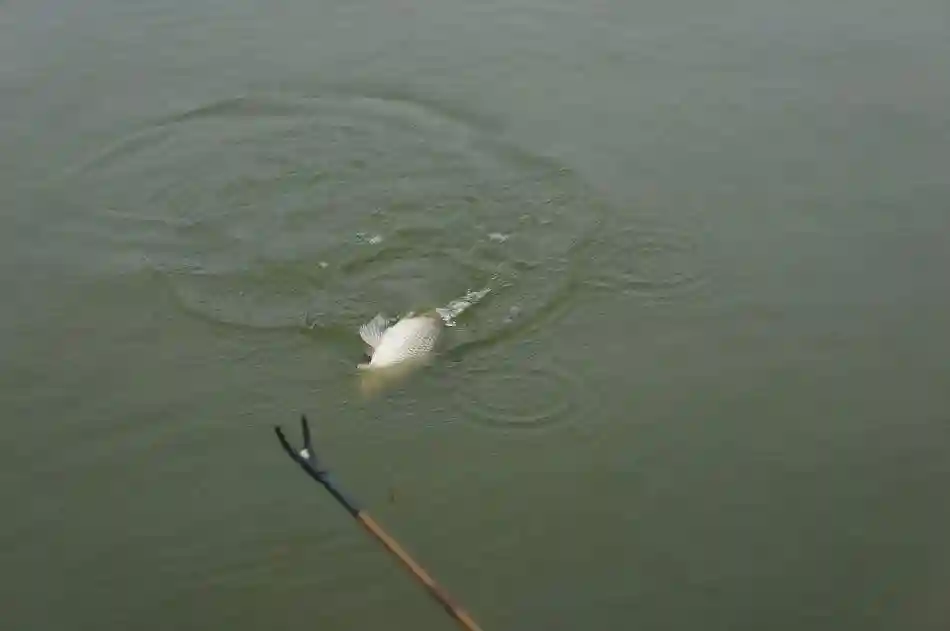 冬天钓鱼技巧教学，浅水钓和深水钓上鱼的方法