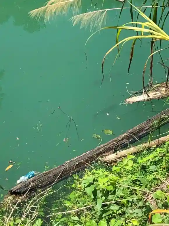 军鱼最大只有十几斤，却被称为淡水之王，军鱼到底有何魅力？