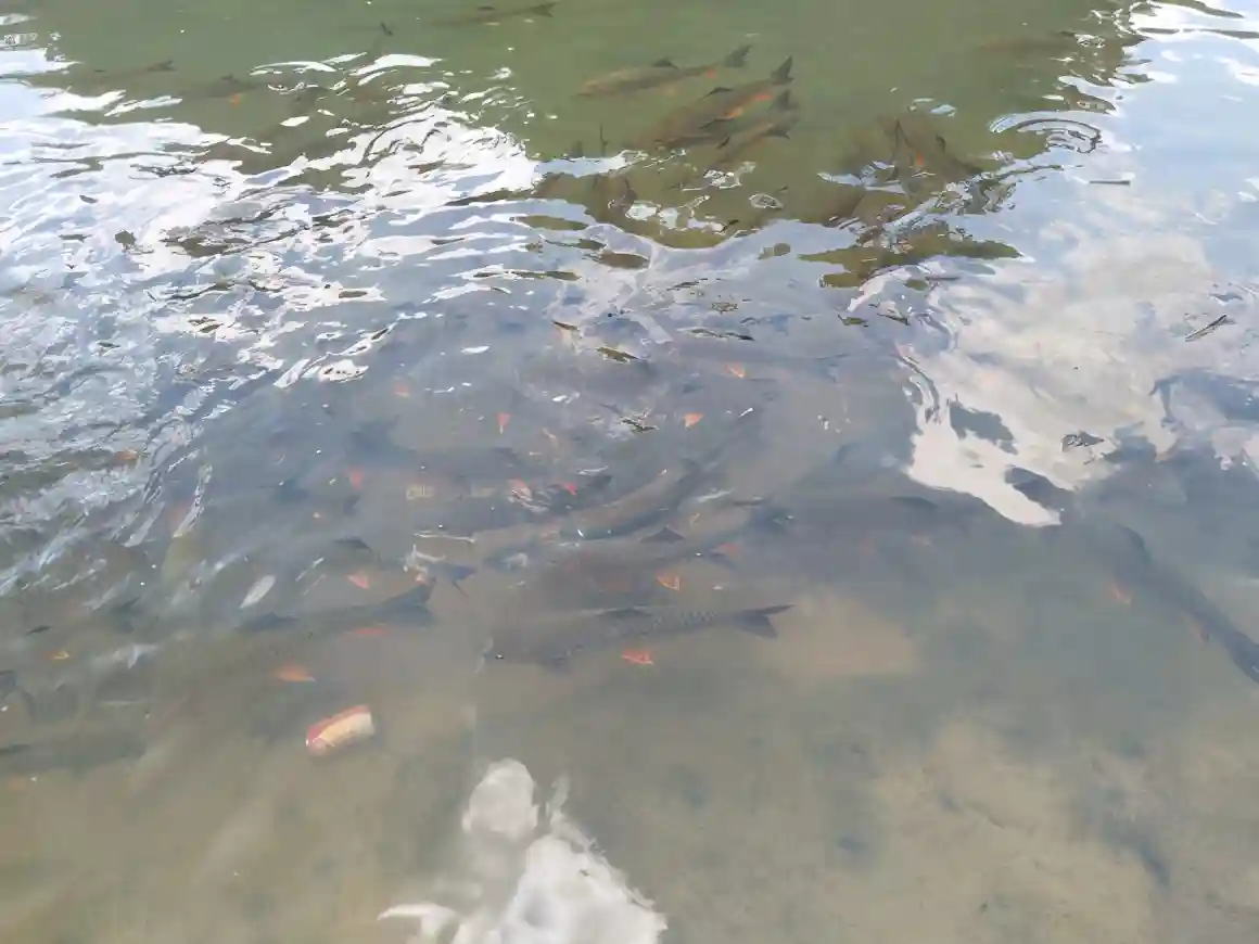 军鱼最大只有十几斤，却被称为淡水之王，军鱼到底有何魅力？