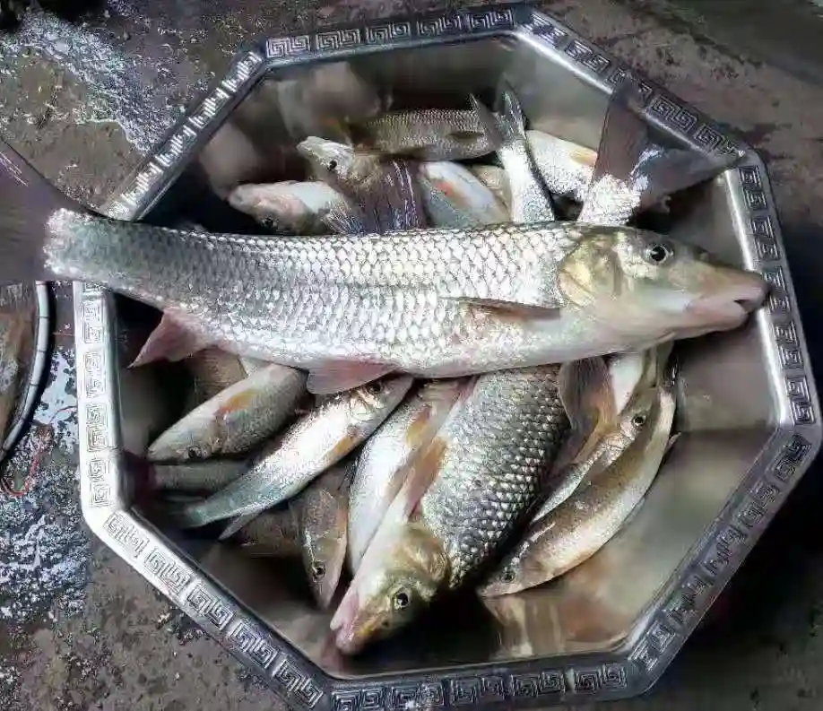 天冷鱼不好钓，不妨试试滑漂钓法，相信你会喜欢上它