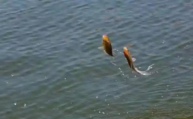 一小时能钓数百尾的神奇钓法，你用对了吗？