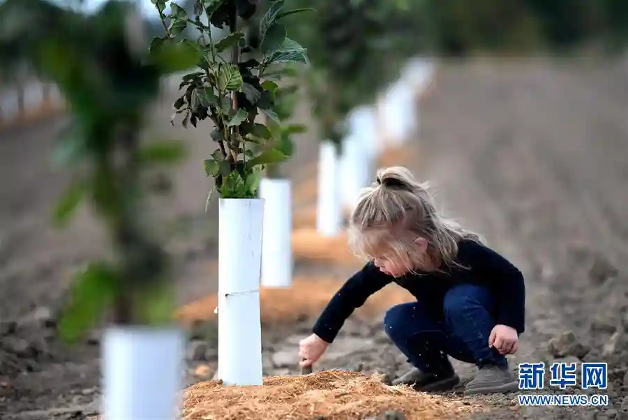 “这些树寄托着我们对中国市场的信心”——探访美俄勒冈州榛子果农