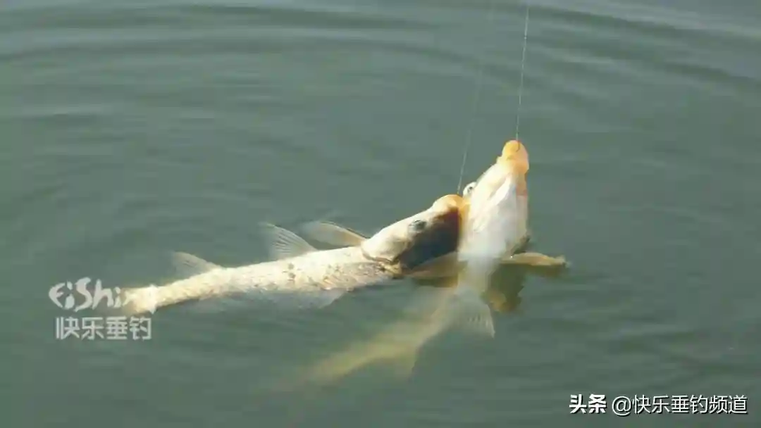 野钓大鲫鱼，这两个打窝法让你不停竿！