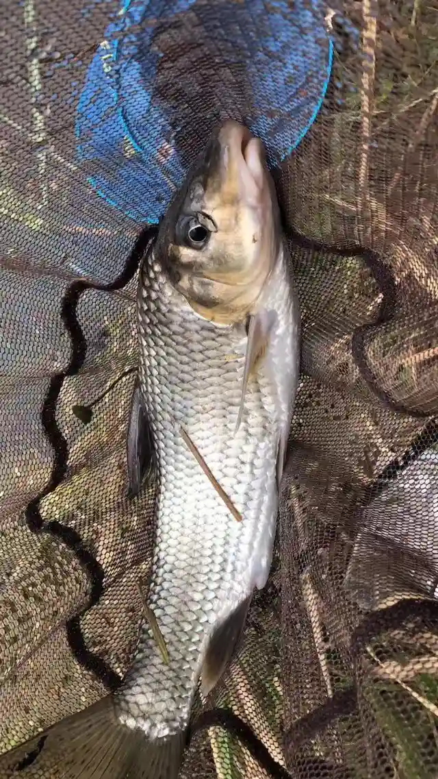 天冷鱼不好钓，不妨试试滑漂钓法，相信你会喜欢上它