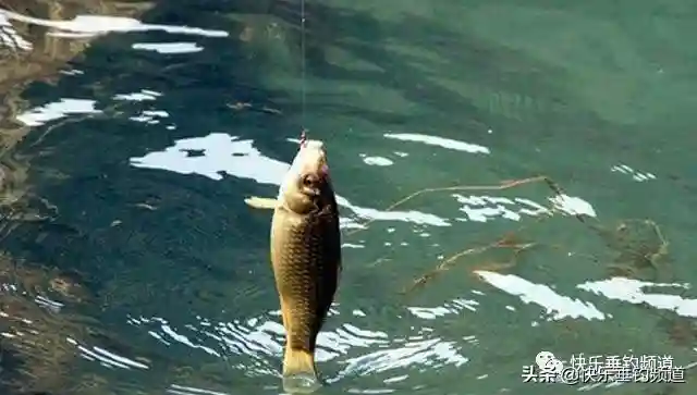野钓大鲫鱼，这两个打窝法让你不停竿！
